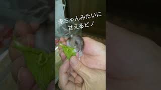 みんなから溺愛されてるハムスター　赤ちゃんみたいに甘える　甘えん坊　可愛い　癒やし　投げキッス