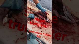 How to clean a Striped Trumpeter |Tasmanian fishing life