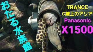 小樽水族館  Panasonicデジタル4Kビデオカメラ HC-X1500撮影映像