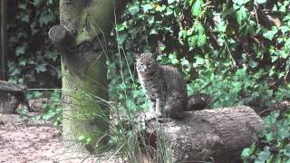 Geoffroy's Cat