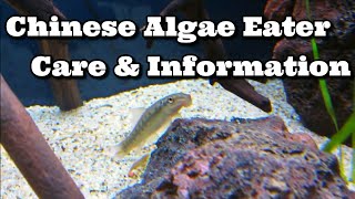 Chinese Algae Eater Care & Information