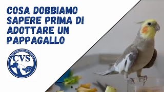 Cosa dobbiamo sapre prima di adottare un pappagallo?