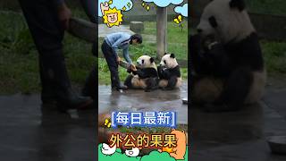 [每日最新]👴外公的开心果果！🍎🐼渝可渝爱 #大熊猫 #my cute panda