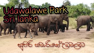 Udawalawe National Park Safari Sri Lanka, උඩවලව ජාතික වනෝද්‍යානය