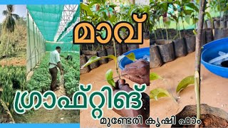 മാവിൻ തൈ ഗ്രാഫ്റ്റിങ് |Mango tree grafting | മുണ്ടേരി കൃഷി ഫാം