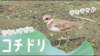 可愛い野鳥コチドリ|Little ringed plover / Charadrius dubius