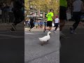 duck runs nyc marathon wrinkle the running duck in boots