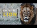 HOW TO TAME A LION (Daniel 6) - Sofian Tlili