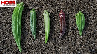 WHICH OKRA VARIETY IS THE MOST PRODUCTIVE?