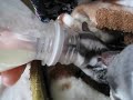 ペットボトルでミルクを飲むフクロモモンガ　（sugarglider）