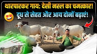 थारपारकर गाय: देसी नस्ल की चमत्कारी गाय, जानिए इसके अद्भुत फायदे! | Tharparkar Cow