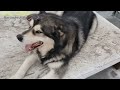 sheru saying hello youtube alaskan malamute u0026 german shepherd