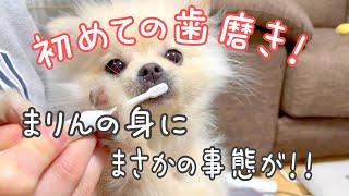 【ポメラニアン子犬】初めての歯磨きで大変な事件が起こりました！