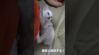 眠気に全力で抵抗する子猫 #猫 #cat #子猫 #kitten #保護猫 #ねこ #animal #babycat #こねこ #cute #shorts