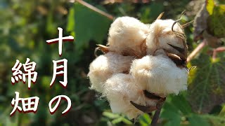 【綿栽培】秋の綿畑の様子　ライ麦発芽・落花生収穫・帝王貝細工の花・緑綿の色について