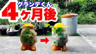 【園芸】ビカクシダ　グランデくんを玩具に活着させて4ヶ月後の姿がこれだ！