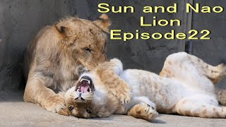 八木山zoo ライオン サン と なお 22 Lion SUN and NAO Episode22 Yagiyama zoo 八木山動物公園