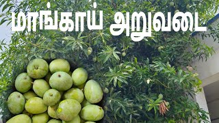 மாங்காய் அறுவடை 😋# Mango harvest # பச்ச மாங்காய பார்த்தாலே நாக்கு ஊறுது 😋#