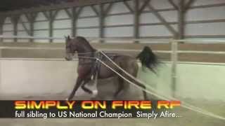 Simply On Fire RF -  Country English Pleasure  -  PB Arabian Mare - October 2012 (fc1)