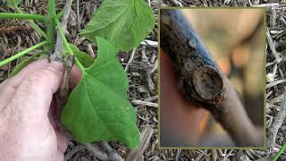 Identifying northern catalpa