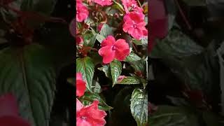 impatiens plant  🌺 | Chinese balsam | pink flower #shorts