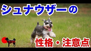 シュナウザーの性格　飼う前に知っておいてほしい注意点　PSDドッグサポートセンター　いぬプロ　inupro　子犬　飼い方　パピー　トレーニング　しつけ　教育