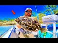 SOUTHERN FLOUNDER [Catch, Clean, Cook] ** Delicious and Easy **