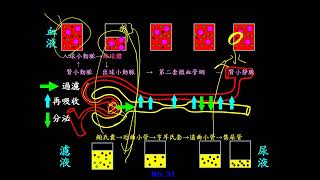 11101選修生物三ch3 2 08形成尿液的過程 以圖與表格說明(二恭)