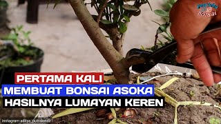 Perdana dalam membuat bonsai soka, tapi hasilnya lumayan keren