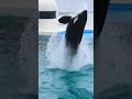 ララのキレッキレ「ルーピングキック」 shorts 鴨川シーワールド ルーピングキック シャチ kamogawaseaworld orca killerwhale