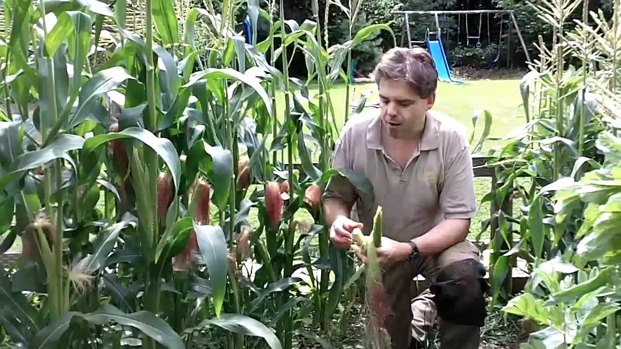 Harvesting Sweetcorn Youtube