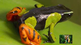 RANAS FANTASTICAS🐸🐸🐸🐸🐸 Iconos de la Naturaleza (DOCUMENTAL).