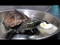 do my turtle like eggs 中華草龜吃蛋日記