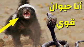 أشجع حيوان فى العالم | فى حجم القط ويهاجم الأسود والنمور أنة غرير العسل...؟؟