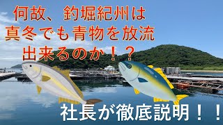 【釣堀紀州】何故、釣堀紀州では真冬でも青物を放流出来るのか！？　社長が徹底説明！！　＃釣堀紀州　＃青物