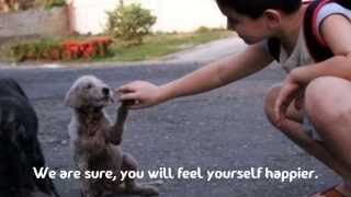 A child in the Philippines, feeding stray dogs every day