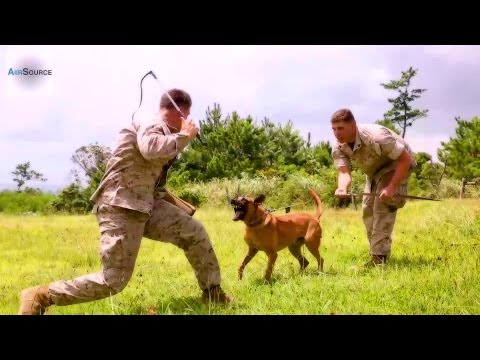 Military Working Dogs Training with Marines Military Working Dogs Training with Marines