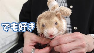 入らない・・・(タイトル回収は最後で)【フェレット】