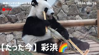 時々フリーズで可愛い【たった今】アドベンチャーワールド、彩浜🌈【毎週パンダ2024/09/28】Panda just now,cute panda video