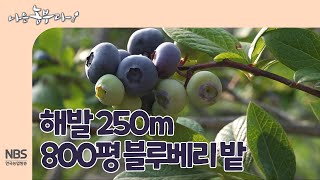 [나는농부다 258회] 해발 250m 800평 블루베리 밭