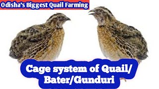 Odisha's Biggest Quail Farming