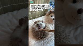 This kind man found a lost hedgehog and adopted it  #viral