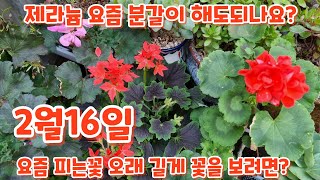 2월16일 #제라늄 분갈이 해도 될까요? #봄꽃 개화시 꽃을 오래 보려면? #구근 식물은 개화가 얼마나 될까요?