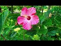 🌺❤️🍁stunning hibiscus flowers in full bloom🍁 🌺