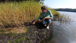 Salt Marsh formation in an estuary