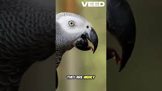 Parrots - The Vibrant Conversationalist of the Canopy