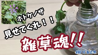 【必見！】【ド根性！】【勇気づけられる】これぞまさに雑草魂！！強さを再確認した！観てるこっちも元気になる！　A wildglass timelaps movie!