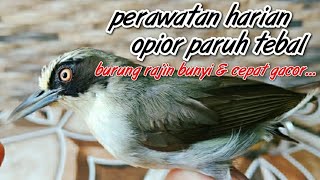 PERAWATAN HARIAN BURUNG OPIOR PARUH TEBAL AGAR CEPAT GACOR | OPIOR GACOR | OPT GACOR