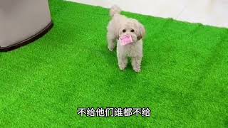 #baby# #dog# #cutedog# #dailylife#Meatball# 球宝究竟能不能听懂人话，球爸给粉丝们做了个测试，球宝：你说勒