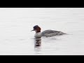 goosander at chew group diving